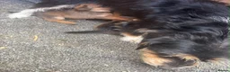 Jack Russell dogs for sale: Rough coated Jack Russell puppies  in Leicester - Advert 1