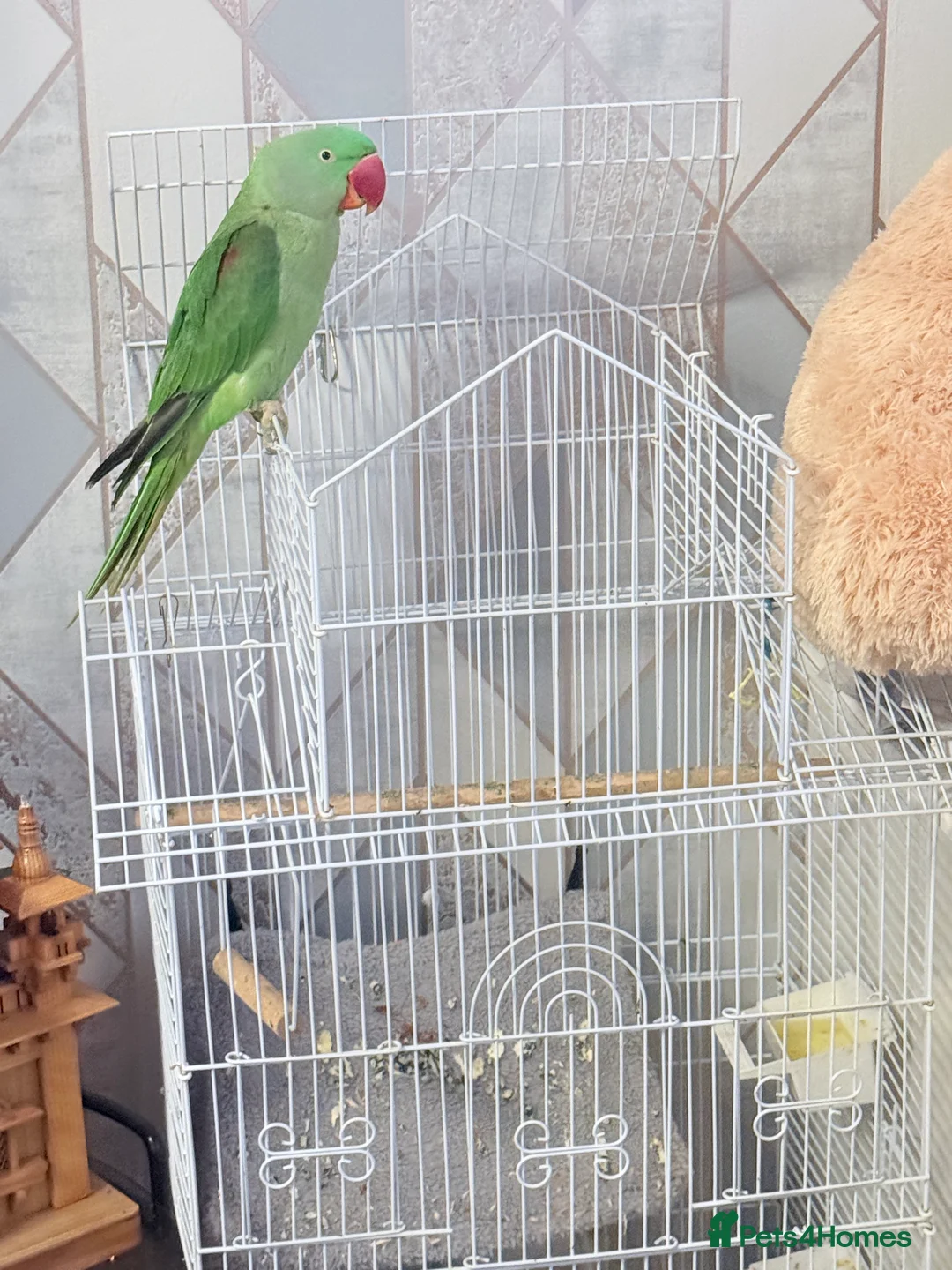 Parrots birds for sale: Alexander parrot in Leicester - Advert 3