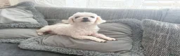 Maltese dogs for sale: Healthy 6 years old female - Advert 8