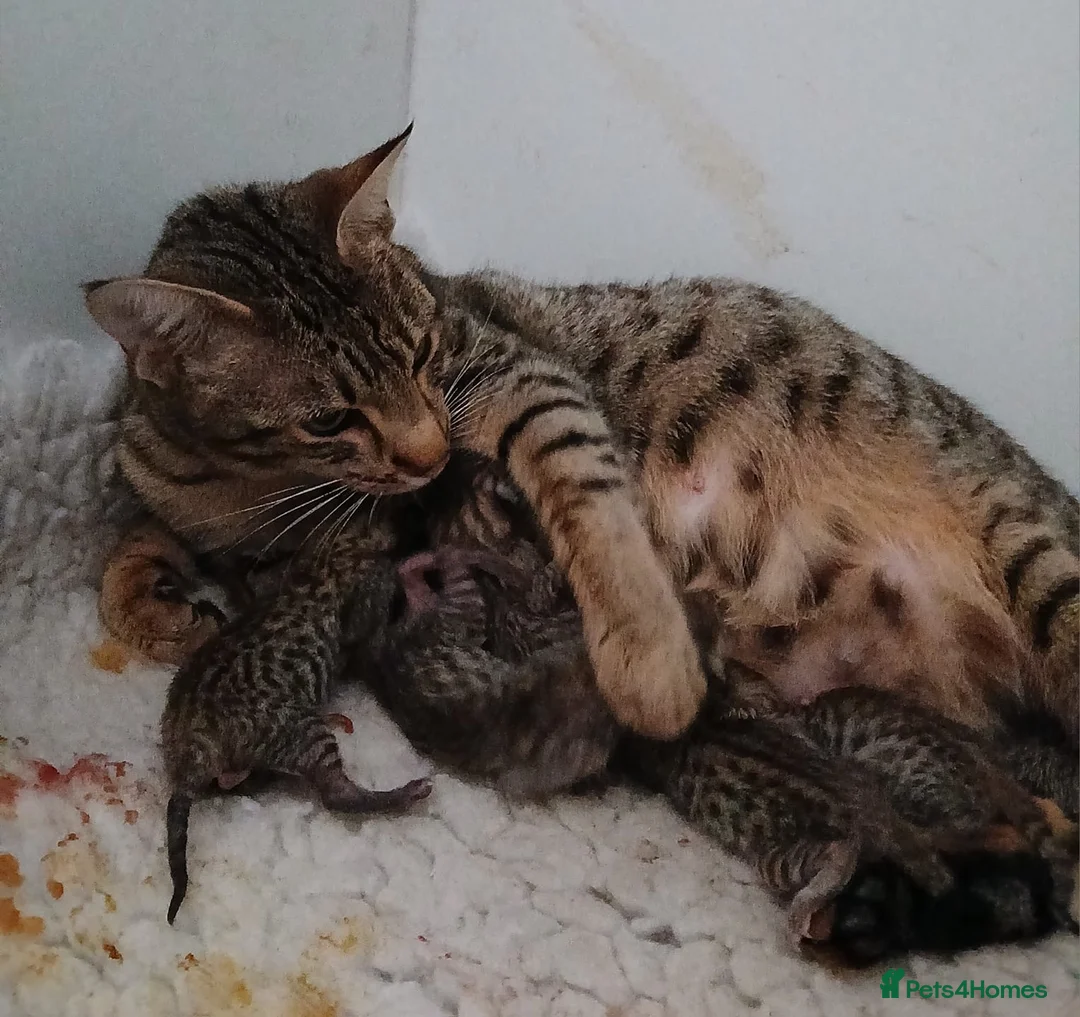 Savannah cats for sale: Highly spotted Savannah kittens  - Advert 1