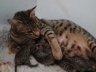 Savannah cats Highly spotted Savannah kittens - Advert 3