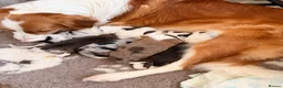 Border Collie dogs for sale: Stunning Show line puppies,various colours  - Advert 15