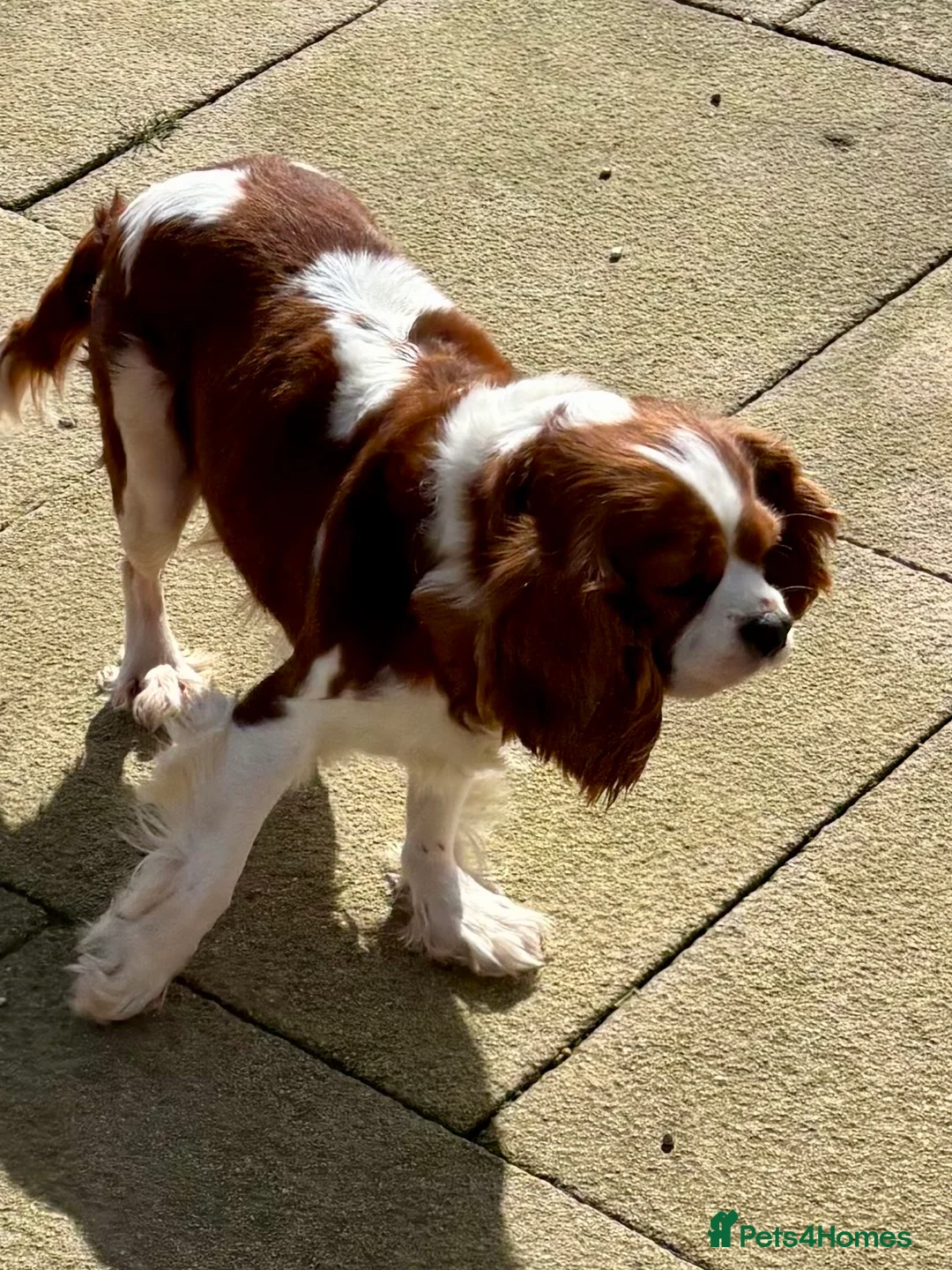 Cavalier King Charles Spaniel dogs for sale: Cavalier girl  - Advert 3