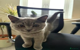 British Shorthair cats for sale: British Shorthair lavender boy – pedigree GCCF - Image 1