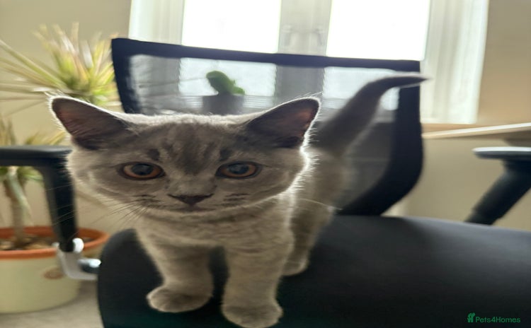 British Shorthair cats - Advert 12
