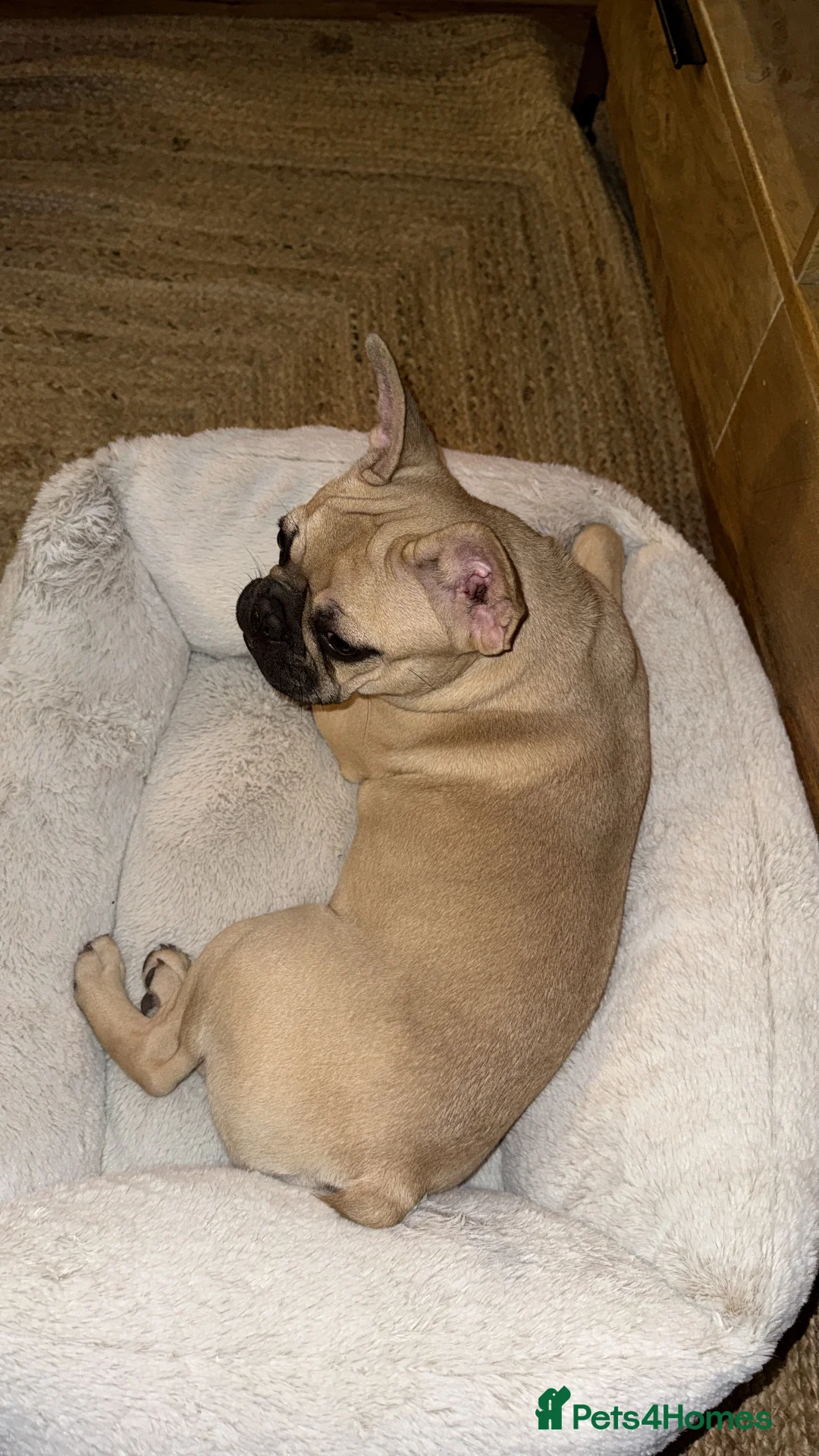 French Bulldog dogs for sale: Fawn FrenchBulldog female - Advert 2