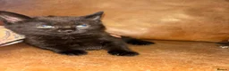Mixed Breed cats for sale: Russian grey/black mix breed  - Advert 12