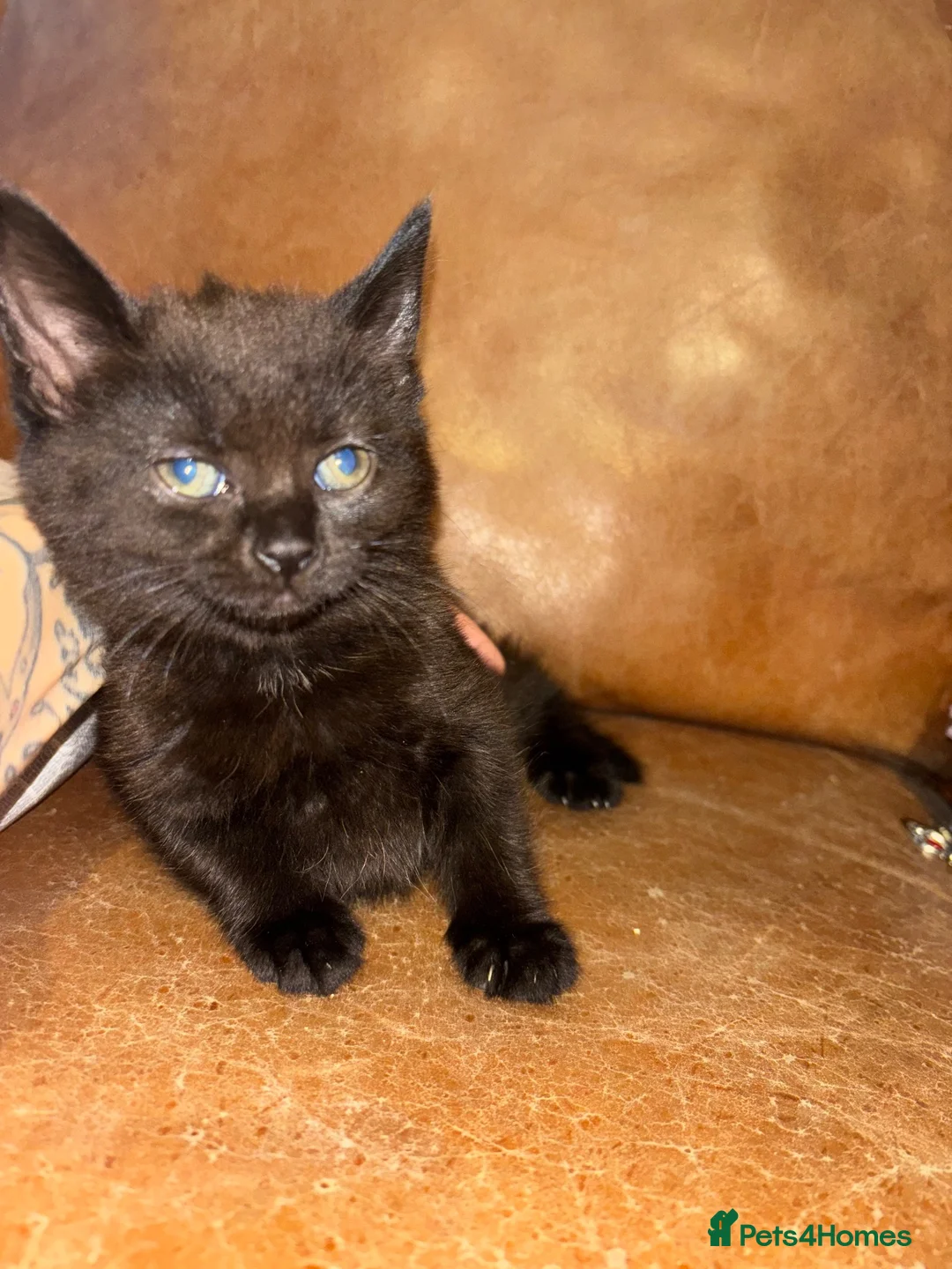 Mixed Breed cats for sale: Russian grey/black mix breed  - Advert 12