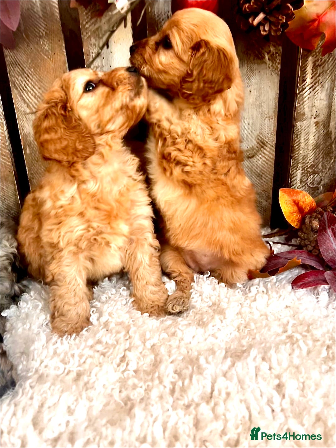 Cockapoo dogs for sale: Quality Cockapoo Puppies Blue Merle / Golden  - Advert 7