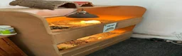 Tortoise reptiles for sale: 2x male horsefield tortoises in Woodhall Spa - Advert 3