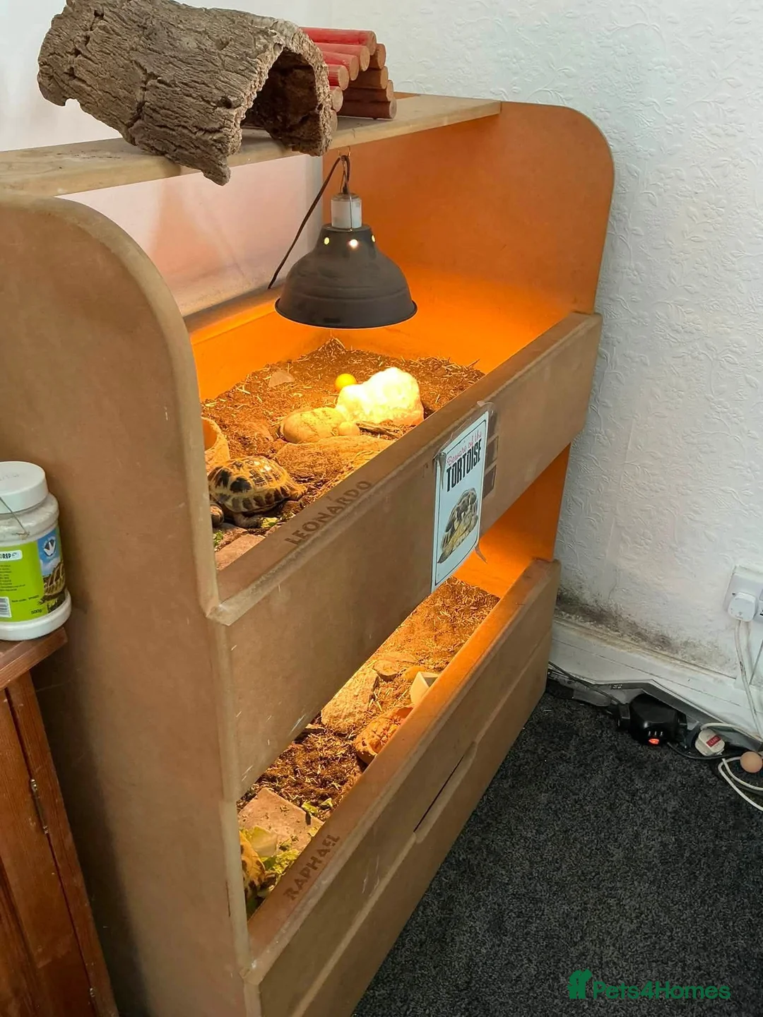 Tortoise reptiles for sale: 2x male horsefield tortoises in Woodhall Spa - Advert 3