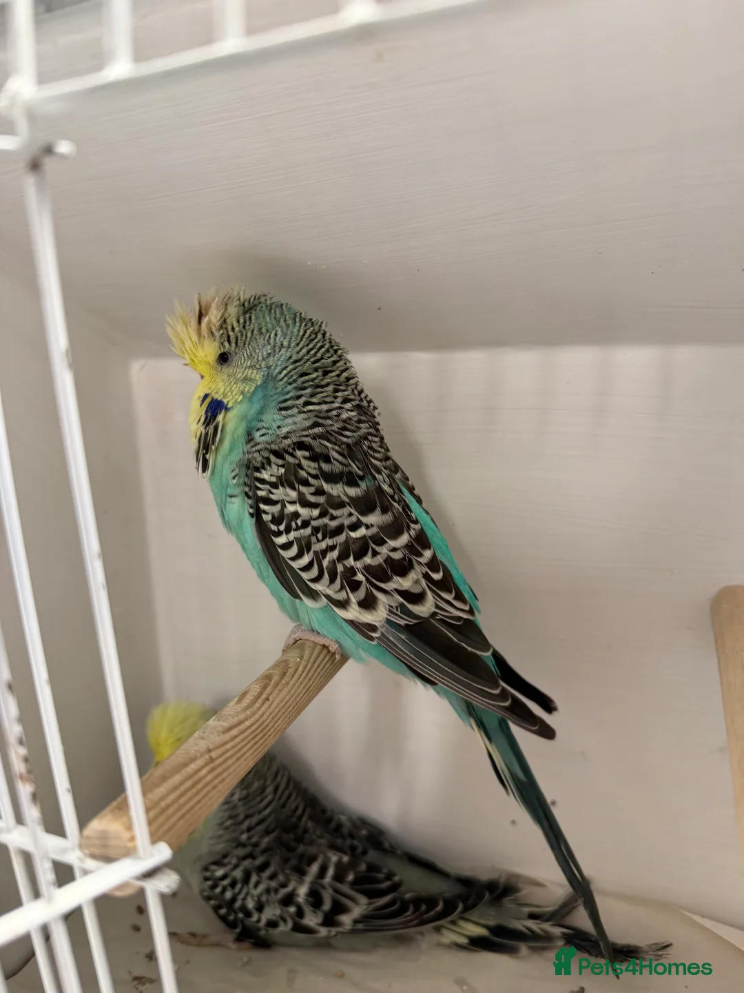 Budgerigars birds for sale: English budgies - Advert 6
