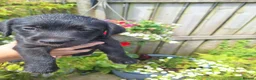 Mixed Breed dogs for sale: Beddy/jacks  in Girvan - Advert 12