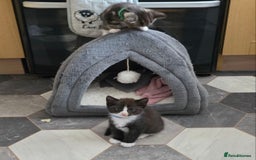 Mixed Breed cats for sale: 4 stunning bengal cross kittens ready 14/09/25 - Image 5