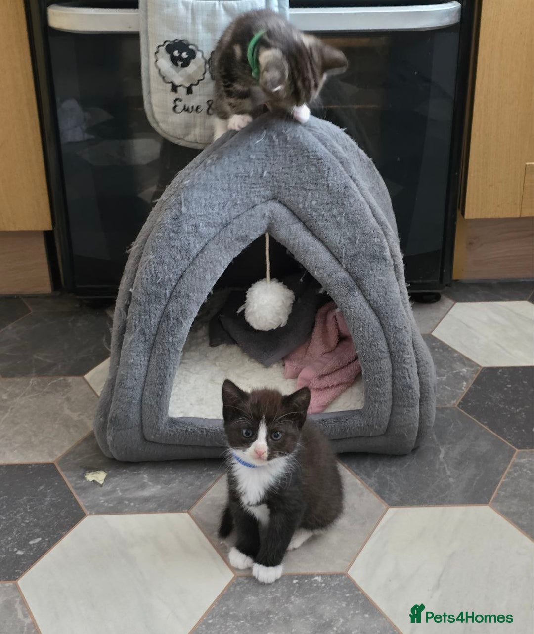 Mixed Breed cats for sale: 4 stunning bengal cross kittens ready 14/09/25 - Image 5