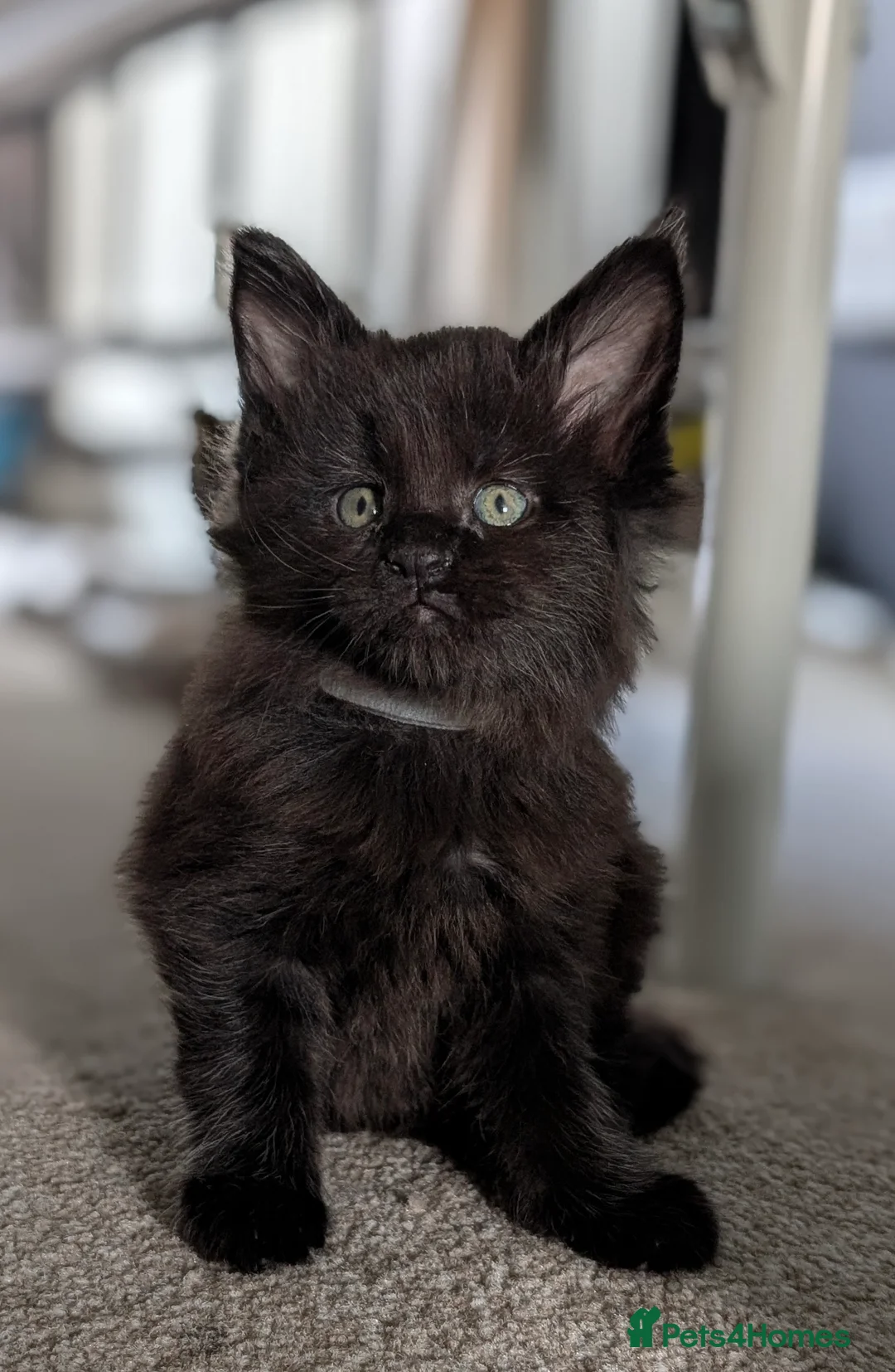 Maine Coon cats for sale: Little balls of fur looking for their new home - Advert 6