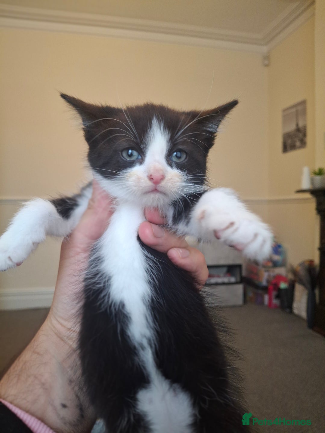 Asian cats for sale: Female black and white kitten - Advert 2