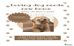 Cavapoo dogs for sale: RESERVED: Loving Toy-Cavapoo needs new home - Image 1