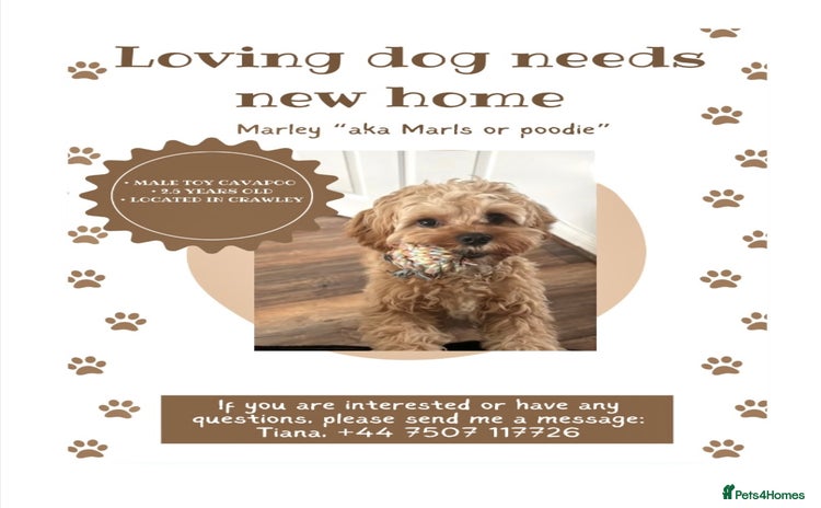 Cavapoo dogs - Advert 6