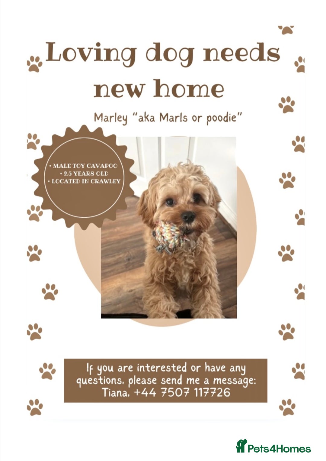 Cavapoo dogs for sale: RESERVED: Loving Toy-Cavapoo needs new home - Image 1