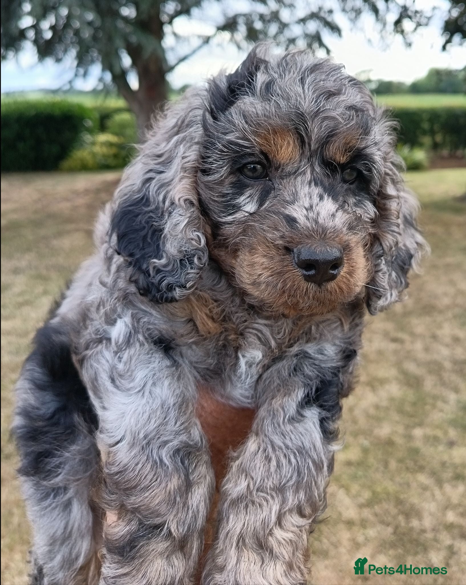 Cockapoo dogs Only one blue merle girl left, F2B Cockapoo  - Advert 6
