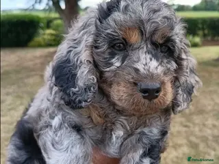Cockapoo dogs Only one blue merle girl left, F2B Cockapoo - Advert 1