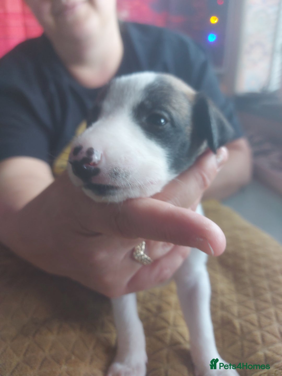 Whippet dogs for sale: Whippet Puppies - Image 5