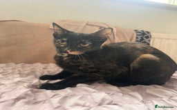 Mixed Breed cats for sale: Kittens for sale - Image 3