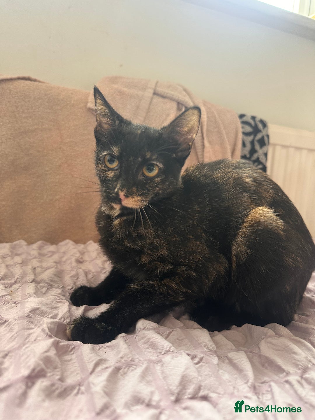 Mixed Breed cats for sale: Kittens for sale - Image 3