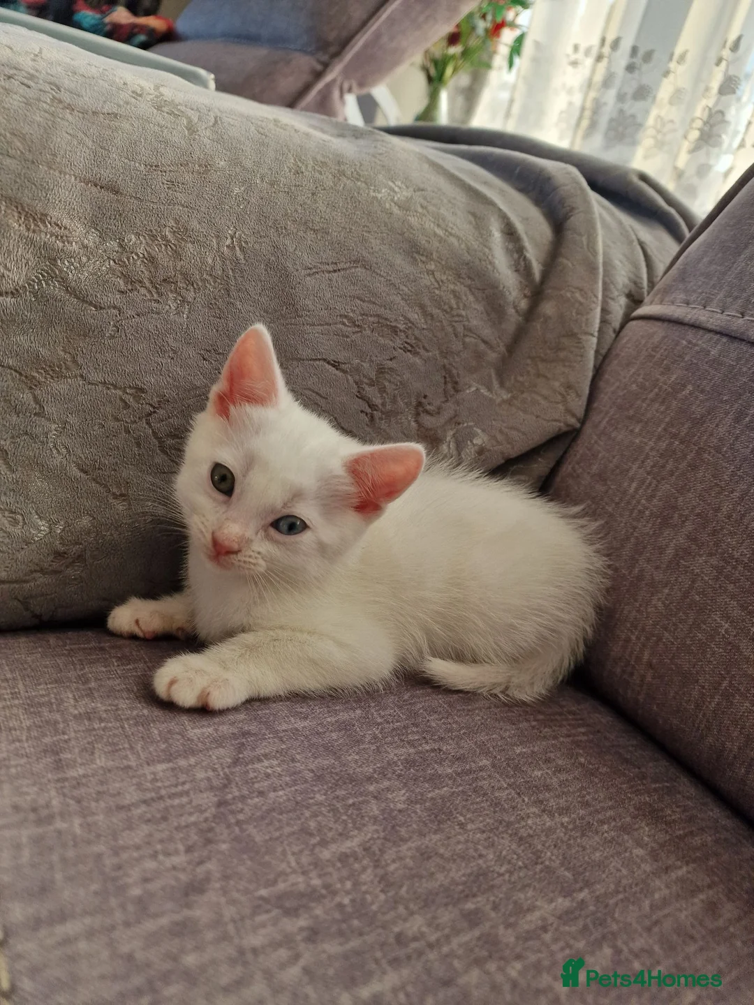 Turkish Angora cats for sale: Beautiful, Healthy-looking Turkish Angora kitten! in Slough - Advert 9