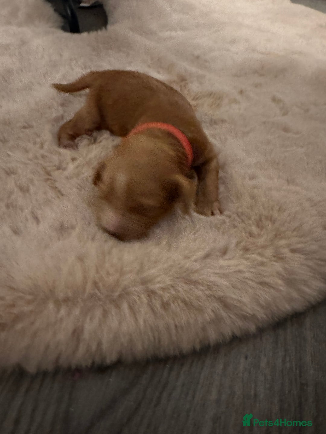 Cockapoo dogs for sale:  F1b Miniature Cockapoo Puppies fox red colour  - Advert 13