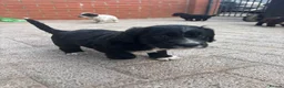 Cocker Spaniel dogs for sale: Stunning kc registered working cocker spaniels - Advert 15