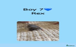 Rat rodents for sale: Beautiful baby rats looking for forever homes! - Image 17