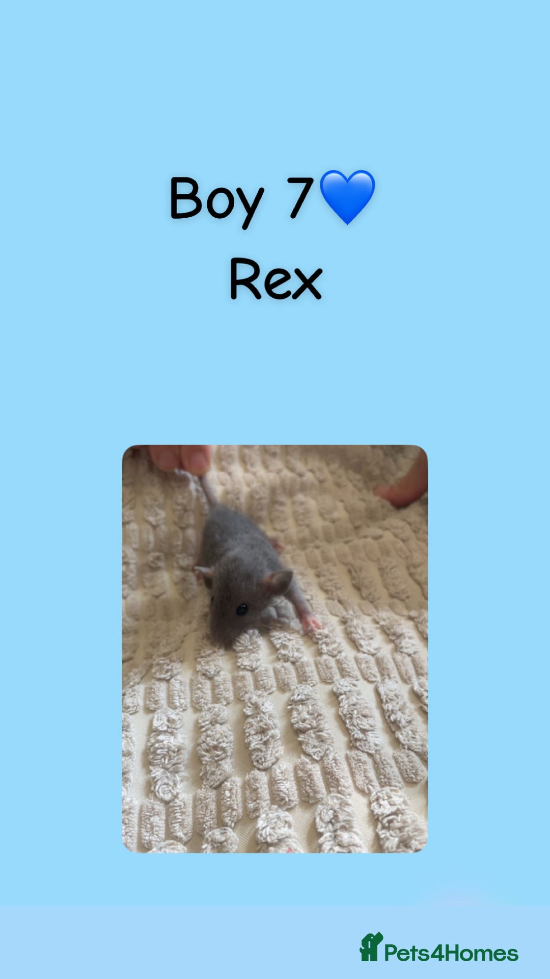 Rat rodents for sale: Beautiful baby rats looking for forever homes! - Image 17