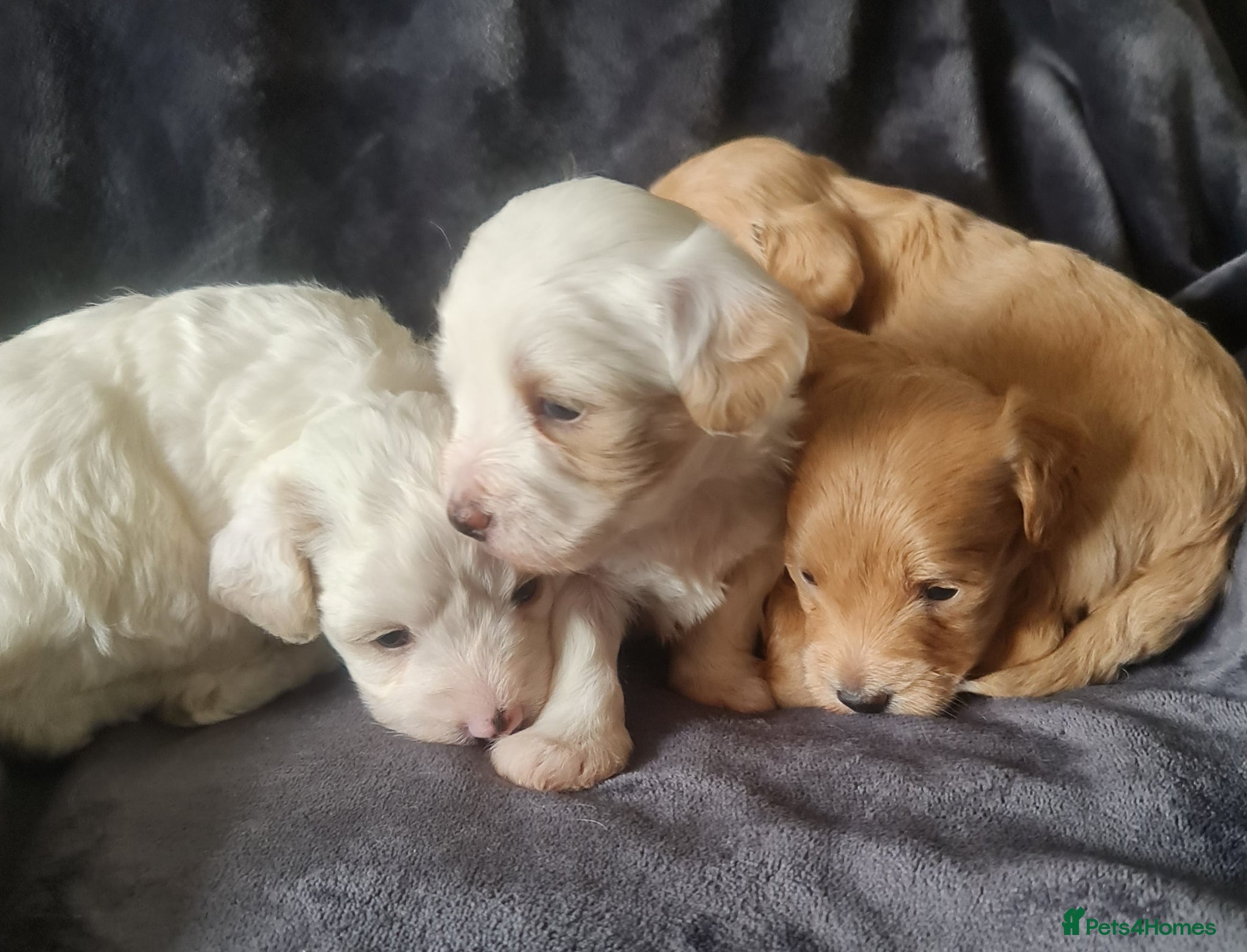 Maltipoo dogs Gorgeous f2 maltipoo puppies  - Advert 8