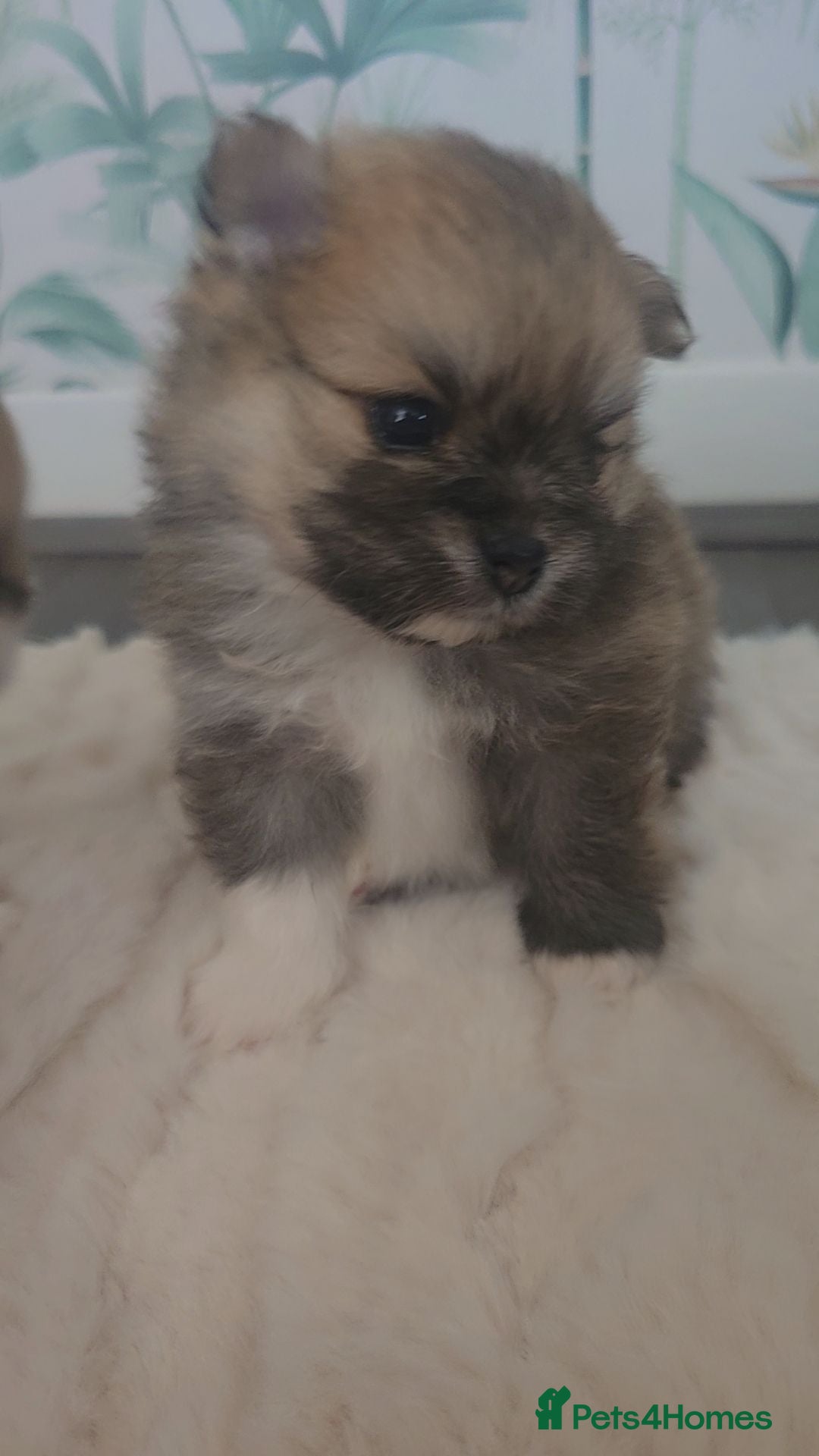 Pomeranian dogs 4 weeks!! 🎊 Reservations 🐾 🐾 🐾 🐾   - Advert 2