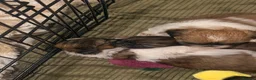 Shih Tzu dogs for sale: 💖 2 Shih tzu girls ! - Advert 2