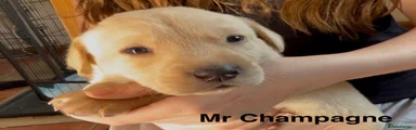 Mr Champagne 