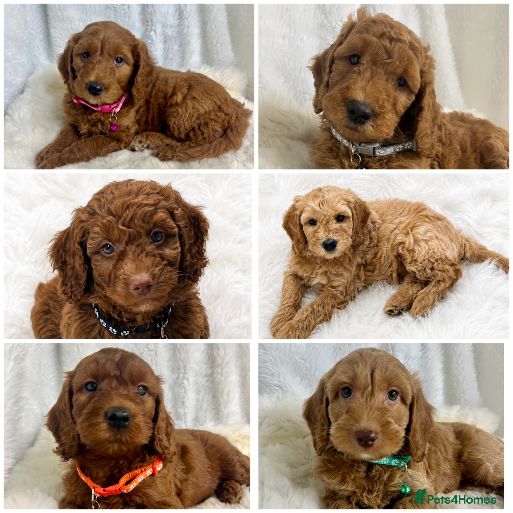 Goldendoodle dogs Top quality, health tested multiGen Double Doodles - Advert 13