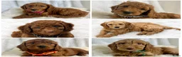 Goldendoodle dogs for sale: Top quality, health tested multiGen Double Doodles - Advert 1