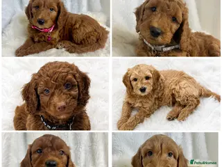 Goldendoodle dogs Top quality, health tested multiGen Double Doodles - Advert 13