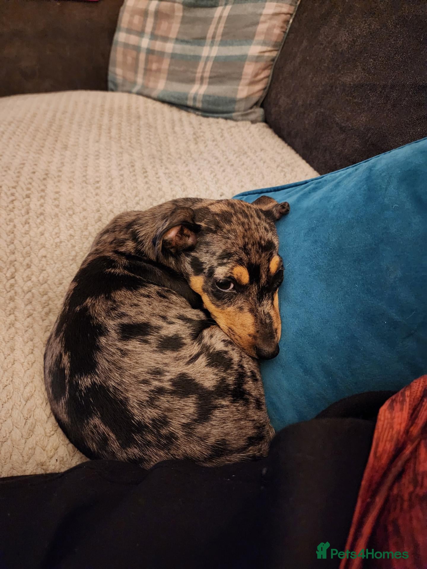 Miniature Pinscher dogs Merle Miniature harlequin pinscher - Advert 7