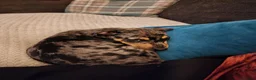 Miniature Pinscher dogs for sale: Merle Miniature harlequin pinscher in Corby - Advert 1