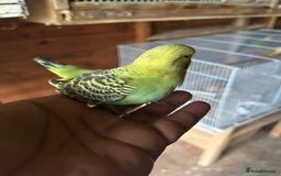 Budgerigars birds for sale: Baby budgies  in Nelson - Image 6