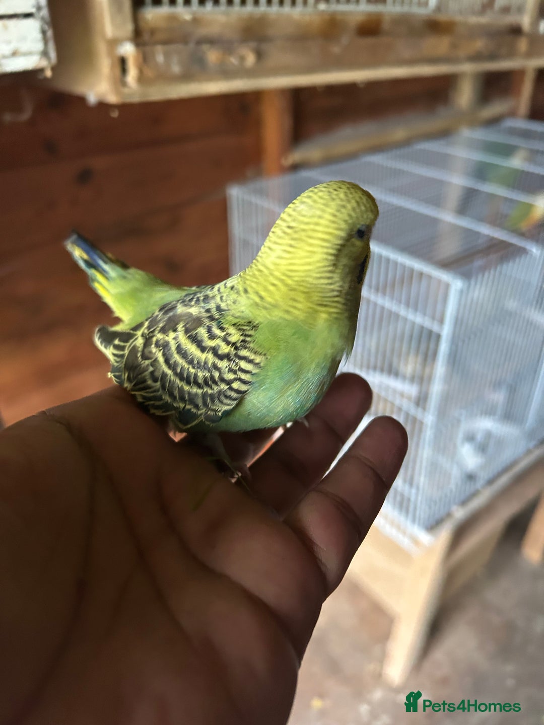 Budgerigars birds for sale: Baby budgies  in Nelson - Image 6