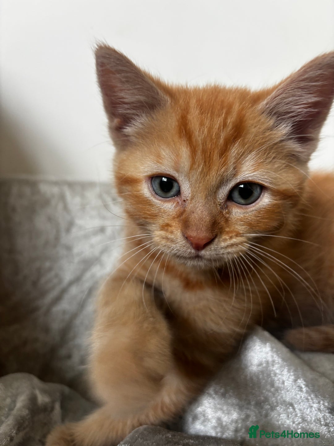 Ragdoll cats for sale: Tiny Ginger Female - Image 2