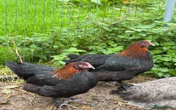 Chickens poultry for sale: Copper black marans pullets - Image 7