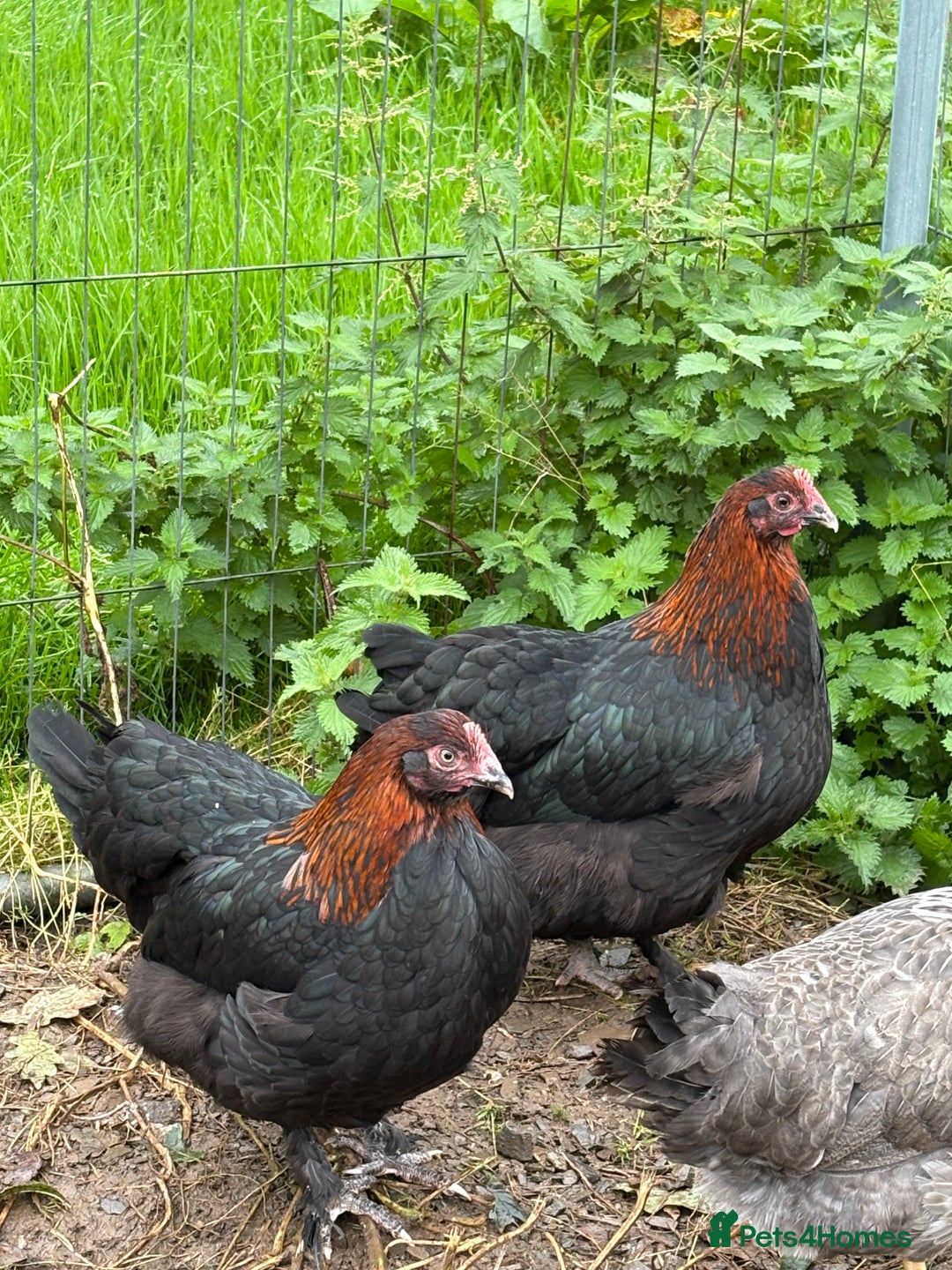 Chickens poultry for sale: Copper black marans pullets - Image 7
