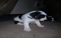 Mixed Breed dogs for sale: Springer spaniel x bearded collie female pups x2 - Image 4