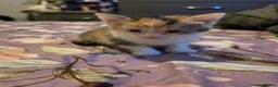 Mixed Breed cats for sale: look at all those tiny fluffballs!  - Advert 11